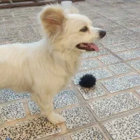 سگ پامرروباهی سفید فروش به علت مهاجرت|سگ|مرودشت, سهلآباد|دیوار