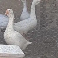 قوغاز اکراینی|حیوانات مزرعه|سورک, |دیوار