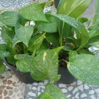 گل طبیعی|گل و گیاه طبیعی|بندر کنگان, |دیوار