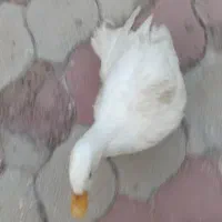 اردک