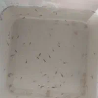 بچه ماهی گوپی|ماهی|تویسرکان, |دیوار