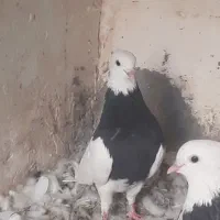 طوق سیاه نر|پرنده|نگین کویر, |دیوار