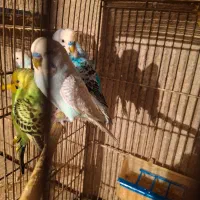 مرغ عشق برای فروش|پرنده|قزوین, |دیوار