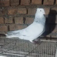 کفتر دم سفید نر بسیار درشت