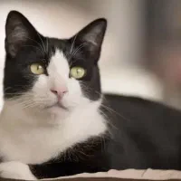 گربه dhs پبدا شده  (گمشده) ها