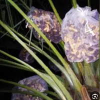 پشه بند کیسه محافظ پنگ پوش خرماخوشه ی انگور|اسباب و اثاث بچه|کازرون, |دیوار