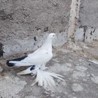 کبوتر ۳ عدد|پرنده|خسروشاه, |دیوار