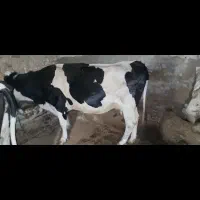 گاو جوان شیری سیمینتال آبستن