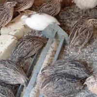 بلدرچین‌نر|حیوانات مزرعه|خمینی‌شهر, |دیوار