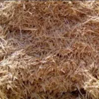 فروش کلش گندم آبی