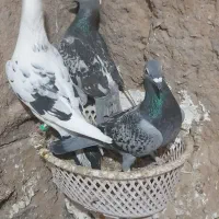 سه تا کفتر به ضمانت