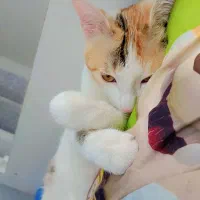 واگذاری رایگان گربه ی DSH