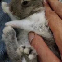 خرگوش|موش و خرگوش|شهریار, شهریار|دیوار