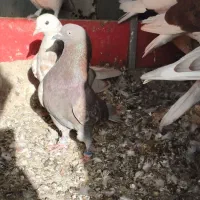 تعدادی تهرانی معاوضه با شهرستانی|پرنده|شریف‌آباد, |دیوار