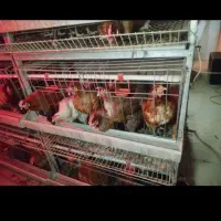 مرغ و خروس سیاه وسفید جهت قربانی|حیوانات مزرعه|مشهد, عامل|دیوار