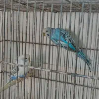 مرغ عشق|پرنده|تاکستان, |دیوار