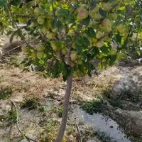 باغ ۱۰۰۰متری زاک|فروش خانه و ویلا|مشهد, رباط طرق|دیوار