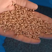 گندم رقم یونی استار