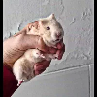 همستر|موش و خرگوش|بافق, |دیوار