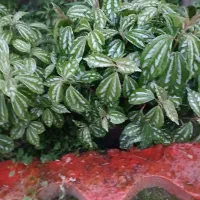 گلهای آپارتمانی|گل و گیاه طبیعی|اسالم, |دیوار