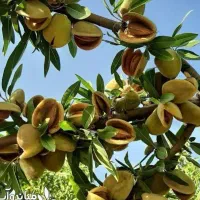 پیشفروش نهال بادام آذر باشرایط چک|خدمات باغبانی و درختکاری|صمصامی, |دیوار