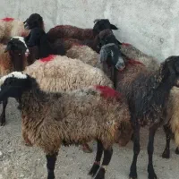 5راس شیشک دودندان ابستن|حیوانات مزرعه|قزوین, |دیوار