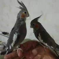 معاوضه ۲ عروس هلندی