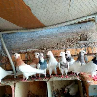 ۱۰عددکبوتر طوقی زردخال سیاه  الماسی و سیاه نروماده|پرنده|اصفهان, تیران|دیوار