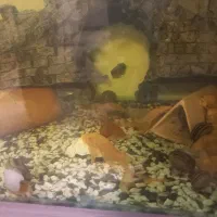 ماهی مولی گوپی کت پوزه بوته ای