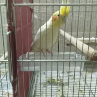 جفت مولد .بشرط عروس هلندی لوتینو