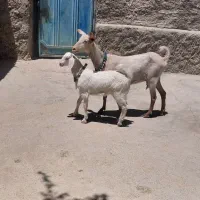 بز سانن فرانسوی شیرا وجوان وبشرط بره میش