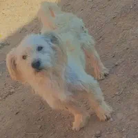 سگ پاکوتا|سگ|مشهد, قائم|دیوار