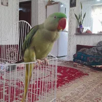 شاه طوطی رام|پرنده|اطاقور, |دیوار