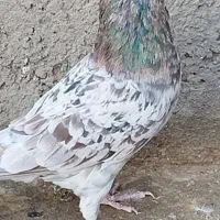 کبوتر هفترنگ خطی