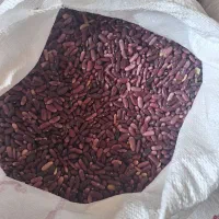 لوبیا قرمز کپسولی(فقط عمده )