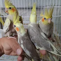 عروس هلندی لوتینو زعفرانی،مرغ عشق قناری کبوتر طوطی|پرنده|بجنورد, |دیوار