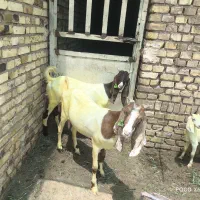 گوسفند