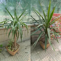 گل و گیاه|گل و گیاه طبیعی|اصفهان, بابوکان|دیوار