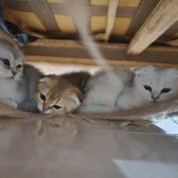 گربه اسکاتیش|گربه|بوشهر, |دیوار