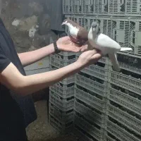 کبوتر شخی|پرنده|نوشین شهر, |دیوار