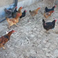 مرغ رسمی تخمگذار