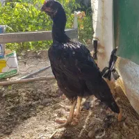 مرغ وخروس لاری اوشامو افغان|حیوانات مزرعه|کوهسار (البرز), |دیوار