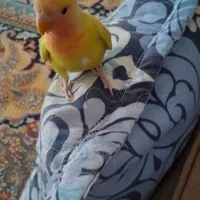 طوطی برزیلی