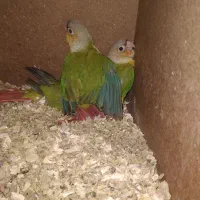 گرینچیک اناناسی