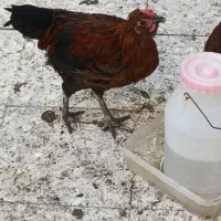 تعدادی خروس گلین چهل تاج کاکلی ریشو شش ماهه|حیوانات مزرعه|رباطکریم, کیکاور|دیوار