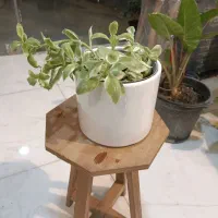 گل یخ برفی ارسال رایگان + هدیه|گل و گیاه طبیعی|مشهد, سناباد|دیوار