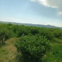 زمین کشاورزی|فروش زمین و ملک کلنگی|سراجو, |دیوار