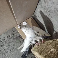 کبوتر سار|پرنده|مشهد, شهرک شیرین|دیوار