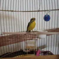 سهره. یاسمین مست.بخون.عتیقه