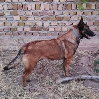 سگ مالینویز اصیل